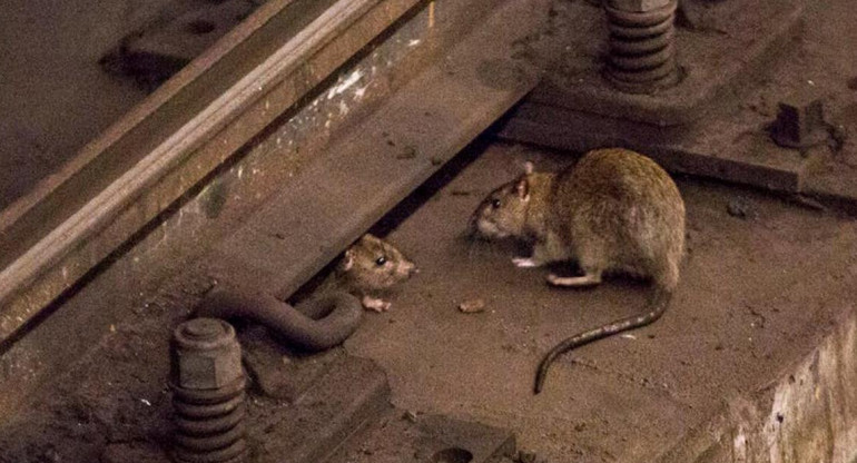 Ratas en Nueva York. Foto: Reuters
