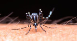 Dengue, mosquito. Foto: Télam