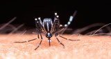 Dengue, mosquito. Foto: Télam