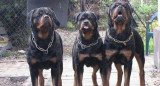 Fue atacado por tres rottweilers. Foto: NA.