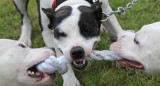 Perros pitbull. Foto: Reuters