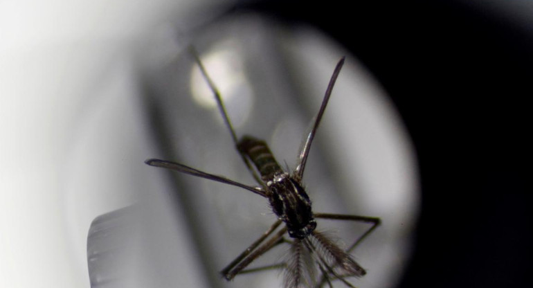 Dengue, mosquito. Foto: Reuters