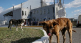 Perros en Chernobyl. Foto: Reuters.