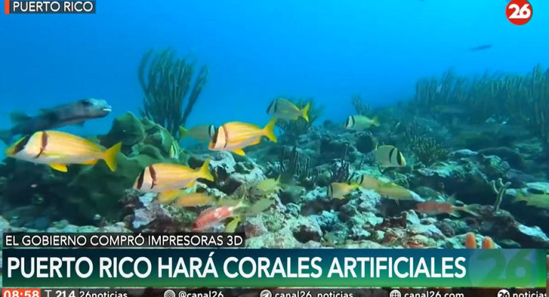 Puerto Rico hará corales artificiales. Foto: captura.