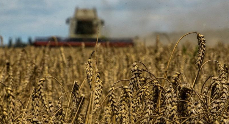 Cereales ucranianos. Foto: Reuters.