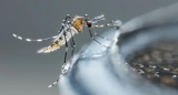 Dengue, mosquito. Foto: Télam