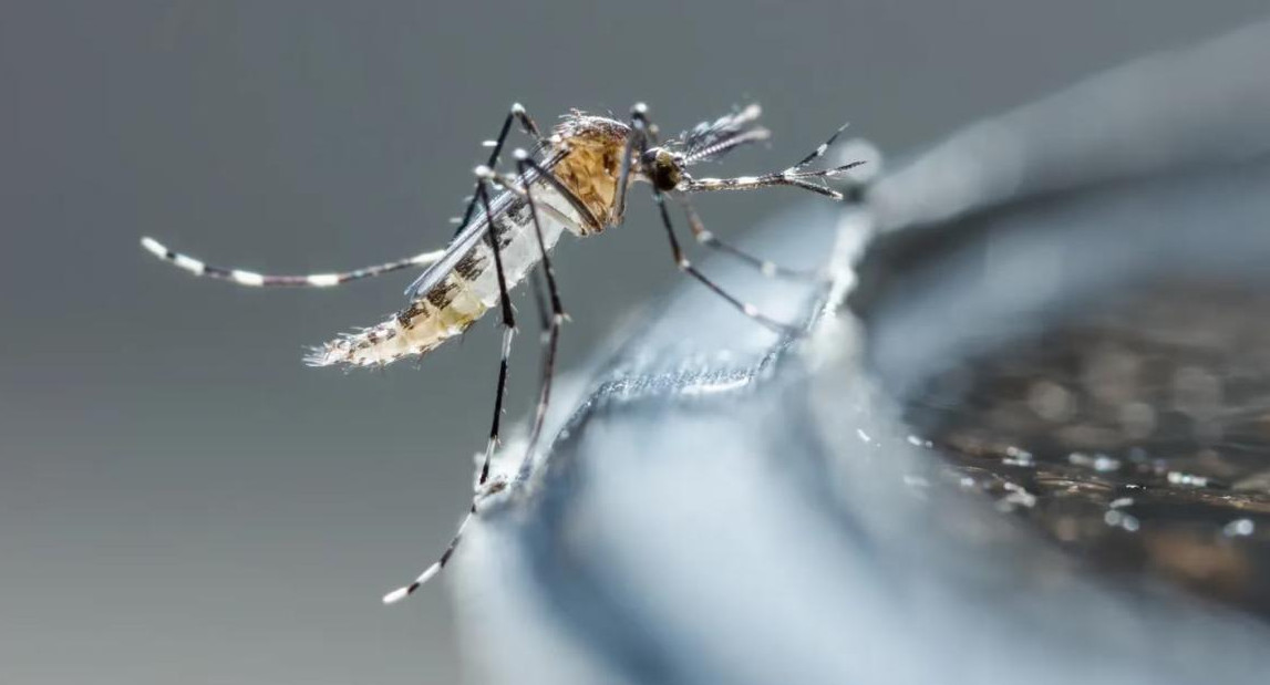 Dengue, mosquito. Foto: Télam