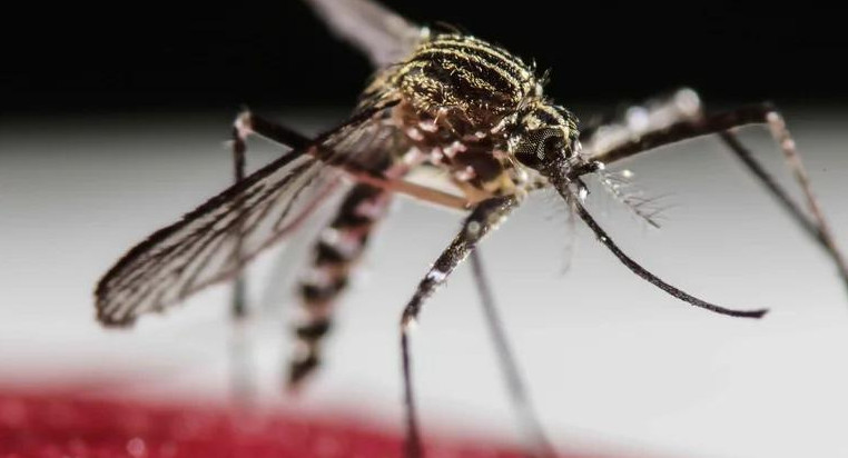 Dengue. Foto: Reuters