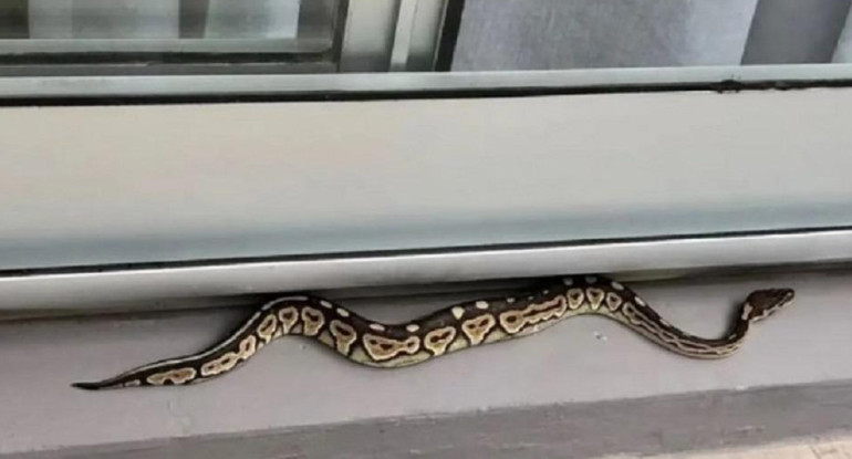 Serpiente pitón en balcón de un departamento de Palermo. Foto: NA.