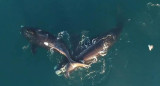 Ballenas francas blancas Foto: captura Ruptly. 