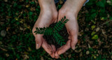 Árboles, sembrar, plantas. Foto: Unsplash