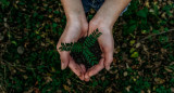 Árboles, sembrar, plantas. Foto: Unsplash