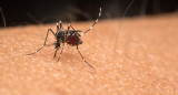 Dengue, mosquito. Foto: Reuters