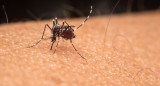 Dengue, mosquito. Foto: Reuters