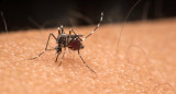 Dengue, mosquito. Foto: Reuters