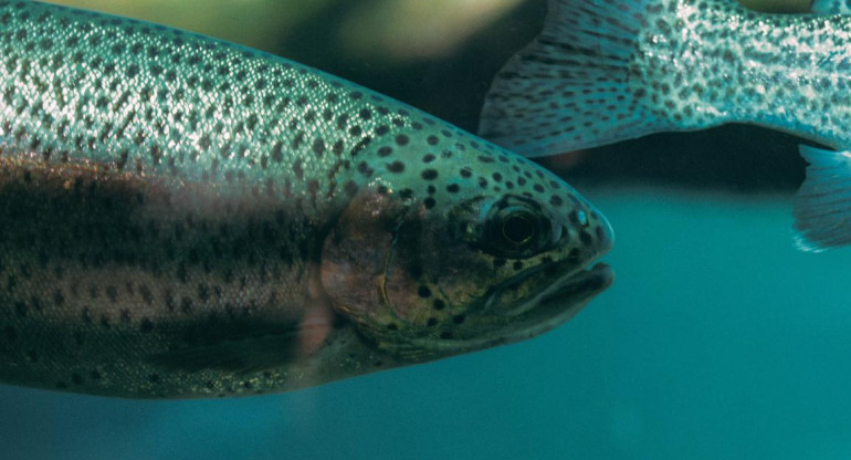 Peces contaminados en la Amazonía brasileña. Foto: Unsplash.