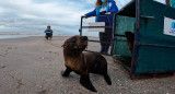 Lobo marino devuelto al mar en San Clemente del Tuyú. Foto: EFE.