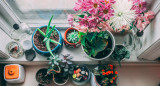 Plantas de interior. Foto: Unsplash