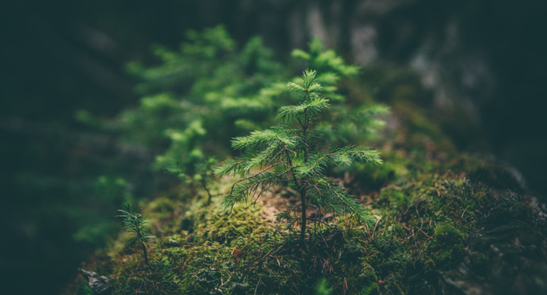 Medio ambiente. Foto: Unsplash.