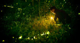 Las atracciones turísticas de luciérnagas tienen lugar en varias partes del mundo donde los insectos son especialmente prolíficos, con el fin de que las personas disfruten de la vasta cantidad de luces. Fuente: Unsplash.
