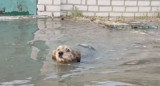 Animales: las otras vidas arrasadas por la destrucción de la represa en Kavojka. Foto: Reuters.