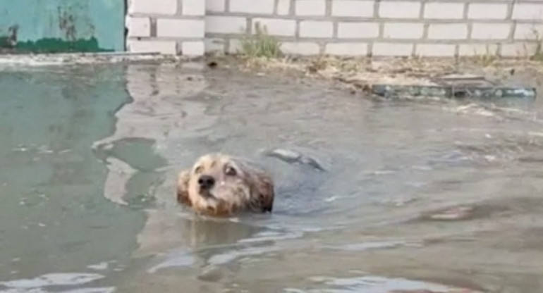 Animales: las otras vidas arrasadas por la destrucción de la represa en Kavojka. Foto: Reuters.