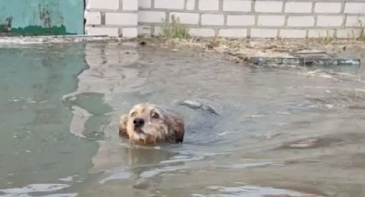 Animales: las otras vidas arrasadas por la destrucción de la represa en Kavojka. Foto: Reuters.