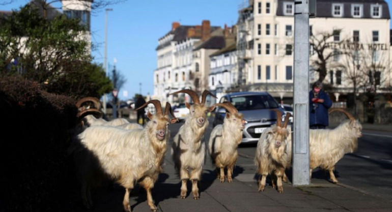 Un grupo de cabras pasean por las calles de la localidad de Reino Unido. Foto: @CRCiencia