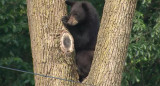 Un oso fue visto rondando las calles de Washington. Foto: Captura de pantalla.