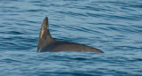 Avistamiento de una vaquita marina. Foto: Twitter OnceNoticiasTV