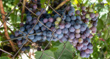 Uvas. Foto Alamy