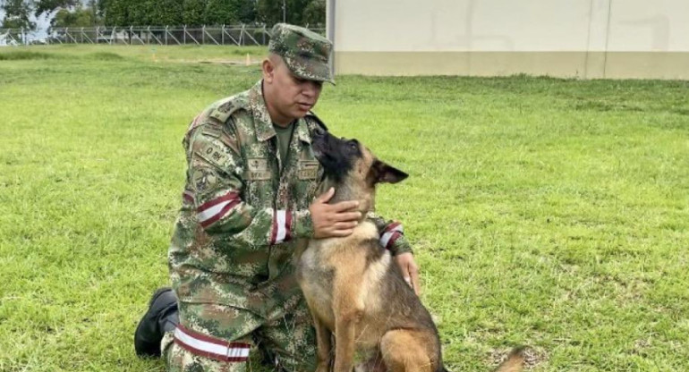 Wilson, el perro que todavía buscan en la selva de Colombia. Foto: Twitter.