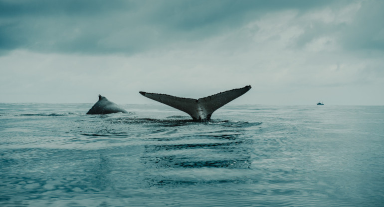 Imagen de la cola de ballena. Foto: Unsplash