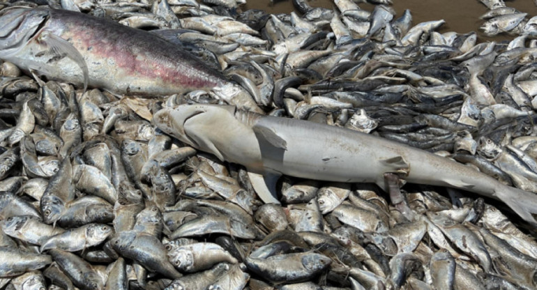 Miles de pescados muertos en Texas. Foto: Twitter/AlertaMundial2.