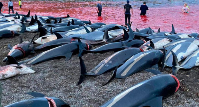 De acuerdo con la tradición conocida como "grindadrap", más de 800 delfines mueren en este evento. Fuente: Sea Shepherd.