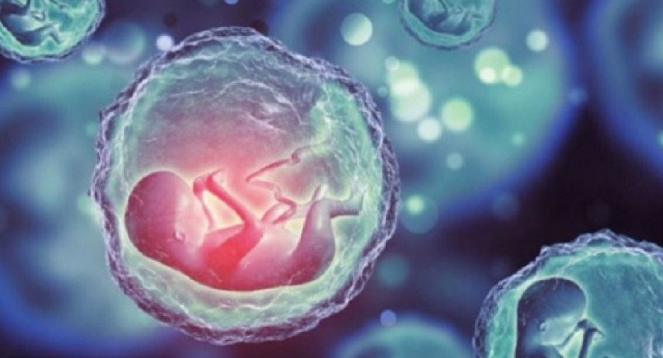Científicos crearon los primeros modelos de embriones sintéticos humanos. Foto: NA.