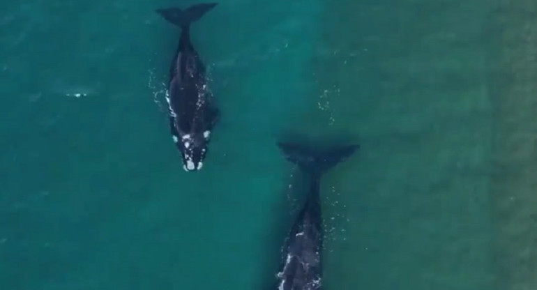 Vuelven las ballenas en Península Valdés. Foto: captura Ruptly.
