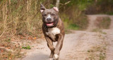 Perro pitbull, animal. Foto: Reuters