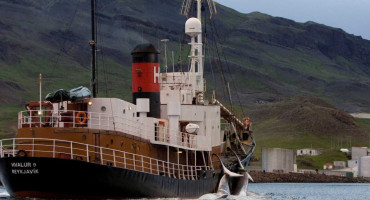 Caza de ballenas en Islandia. Foto: Reuters