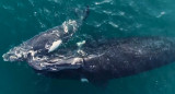 Ballenas. Foto: Reuters