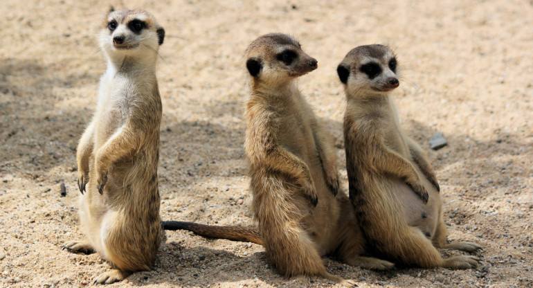 Las suricatas se alarman entre sí ante la presencia de un depredador. Fuente: Unsplash.