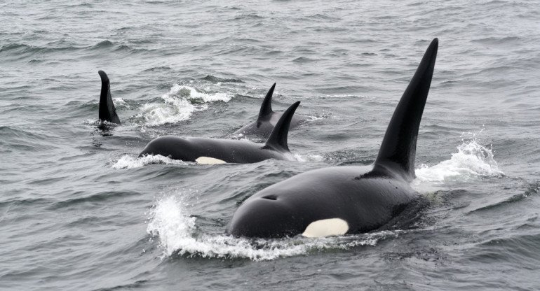 Un grupo de orcas atacan barcos de Ocean Race. Foto: Unsplash