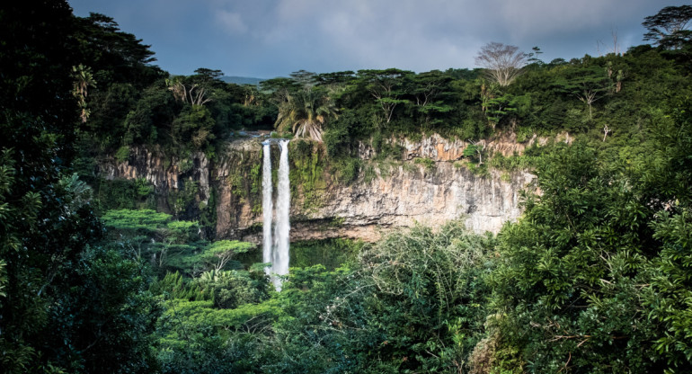 Bosques tropicales primitivos. Foto: Unsplash.