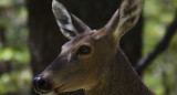 El huemul (Hippocamelus bisulcus). Foto: argentina.gob.ar.