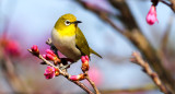 Pájaros. Foto: Unsplash