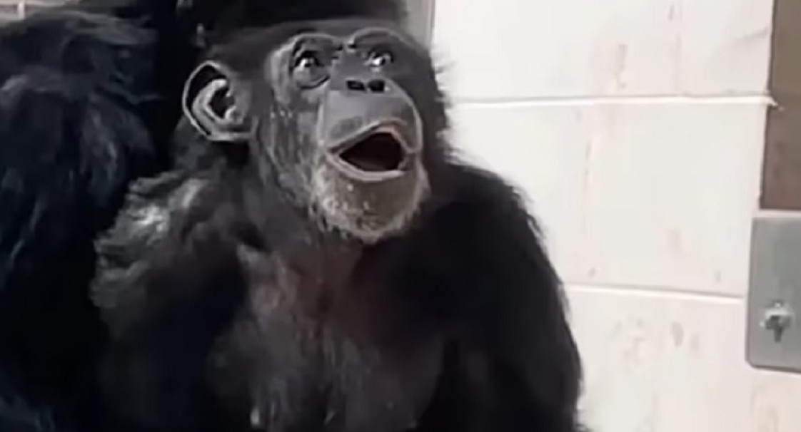 La tierna reacción de una chimpancé que vio el cielo por primera vez en 28 años