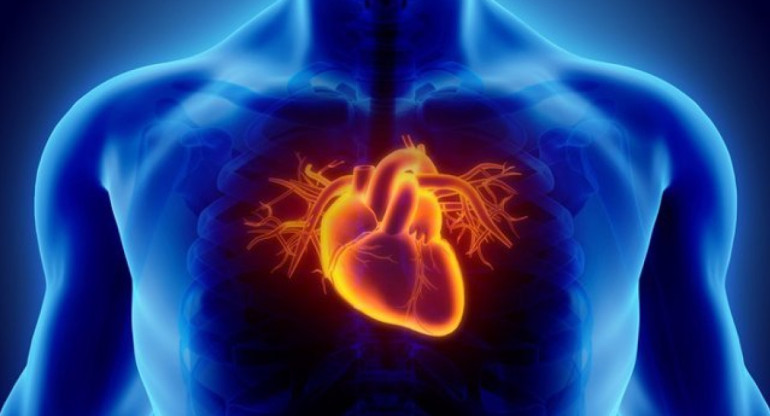 Sistema circulatorio, corazón. Foto: InfoSalud