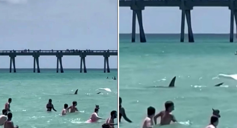 Tiburón en las costas de Florida. Foto: Reuters.