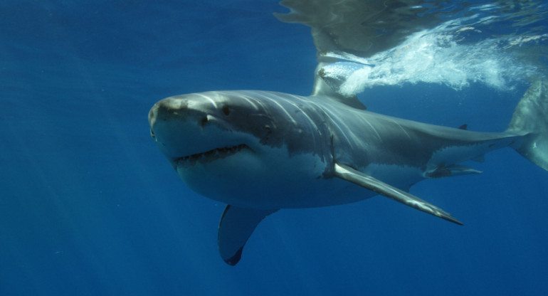 Crece la presencia de tiburones en las costas de New York. Foto: Unspash
