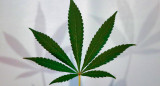 Cannabis. Foto: Unsplash